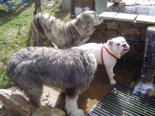 Buenos Amigos
Dulcinea (Mastín), Rouco (Buldog Inglés) y Sansón (Bobtail) comparten buenos momentos y juegos.
Fotos realizadas en: Argañoso (León).
Fotografía: Alfredo Cepedano.
Web: www.delalunadeleon.com 
Keywords: luna de leon