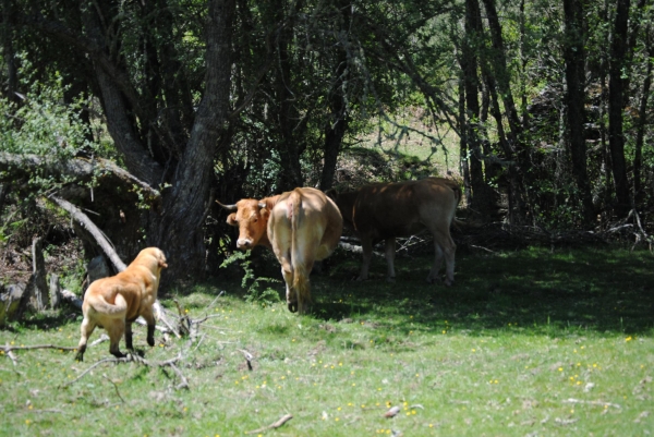 Arreando las vacas
Dayo reune a las vacas en el prado.
Lugar: Argañoso (León).
Fotografía: Alfredo Cepedano
Web: www.delalunadeleon.com
Keywords: luna de leon