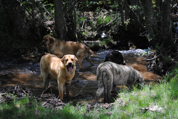 Reunión de Mastines
Canelo, Peredilla, Dulcinea y Campeón  se refrescán en el rio Argañoso (León).
Mastines de la Luna de León.
Fotografía: Alfredo Cepedano.
Web: www.delalunadeleon.com 
Ключови думи: luna de leon