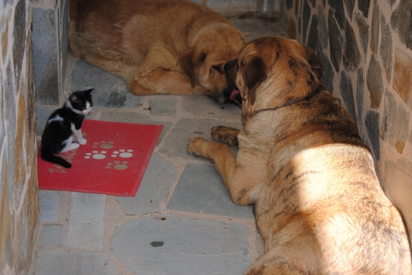 Los tres Mosqueteros
Luna, Dayo y Lunes (Gatito) cuidando la entrada de casa.
Lugar: Argañoso ( León ).
Fotografía: Alfredo Cepedano
Web: www.delalunadeleon.com
Keywords: luna de leon