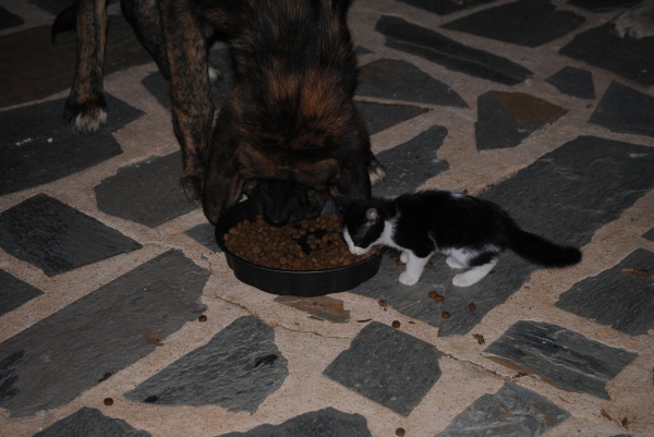 Hora de Comer
Atria y Lunes (gatito) comiendo.
Fotografía: Alfredo Cepedano.
Web: www.delalunadeleon.com
Keywords: lunadeleon
