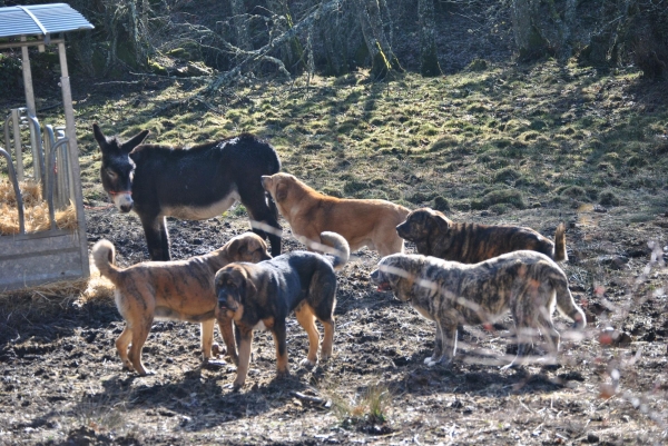 Platero y Mastines
Reunión de Pastores.
Mastines de la Luna de León en los prados de Argañoso.
Fotografía: Alfredo Cepedano.
Web: www.delalunadeleon.com
Keywords: luna de leon