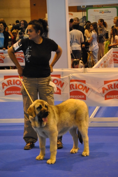 Yasira  1ª Muy Buena / Centenario RSCE
Clase Cachorros Hembras: 1ª Muy Buena.
Lugar: Centenario de la RSCE ¨Ifema-2011 ¨.
Fotografía: Alfredo Cepedano Blanco. 
Keywords: luna de leon