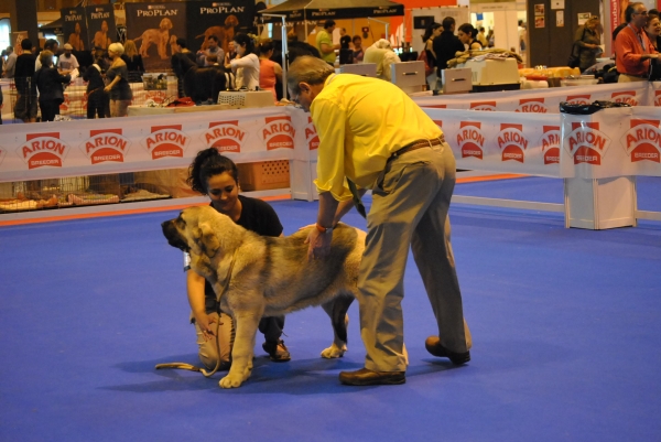 Yasira  1ª Muy Buena
Clase Cachorros Hembras: 1ª Muy Buena.
Lugar: Centenario de la RSCE ¨Ifema-2011 ¨.
Fotografía: Alfredo Cepedano Blanco. 
Keywords: luna de leon