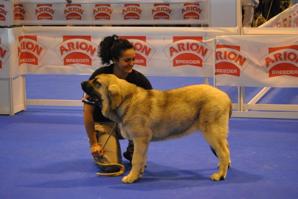 Yasira  1ª Muy Buena  
Clase Cachorros Hembras: 1ª Muy Buena.
Lugar: Centenario de la RSCE ¨Ifema-2011 ¨.
Fotografía: Alfredo Cepedano Blanco. 
Keywords: luna de leon