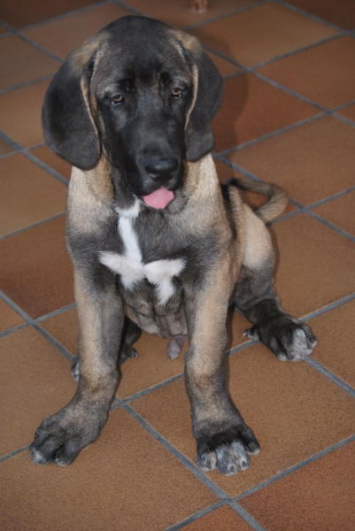 Brazuelo con 3 Meses.
Brazuelo de la Luna de León.
Padre.: Tigre de Vega de Rio Miera.
Madre.: Peredilla de los Zumbos.
Fotografía.: Alfredo Cepedano.
Keywords: lunadeleon puppyspain