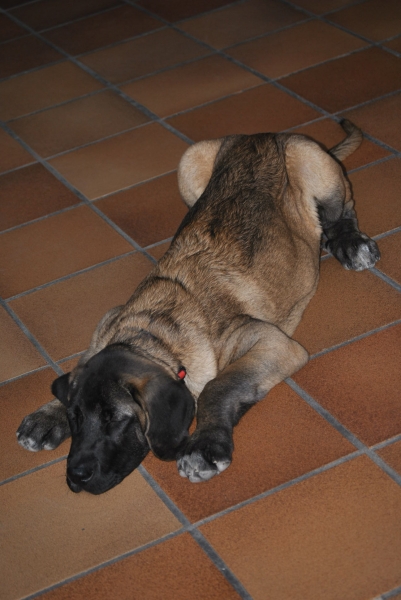 Brazuelo de la Luna de Leon con 3 Meses.
Brazuelo de la Luna de León.
Padre.: Tigre de Vega de Rio Miera.
Madre.: Peredilla de los Zumbos.
Fotografía.: Alfredo Cepedano.
Keywords: lunadeleon puppyspain