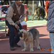 Reina de la Rabiza en Torrenueva - Granada-10-03-2012
Keywords: 2012 rabiza