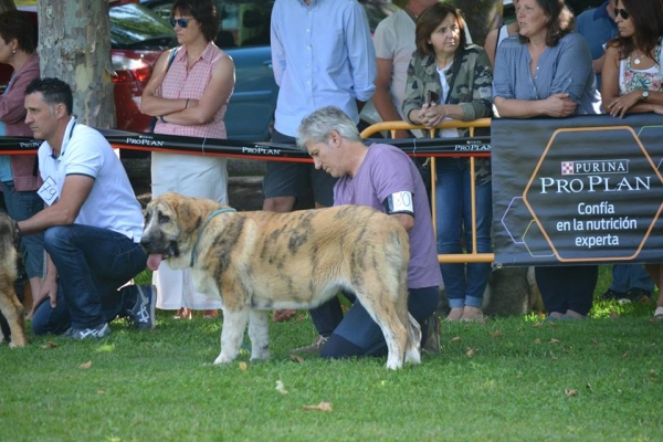 Amaranta debutó en la categoría cachorros hembra (6 meses esta semana) - IX feria del Mastín español en Veguellina de Órbigo 2018.
Keywords: dasuces 2018