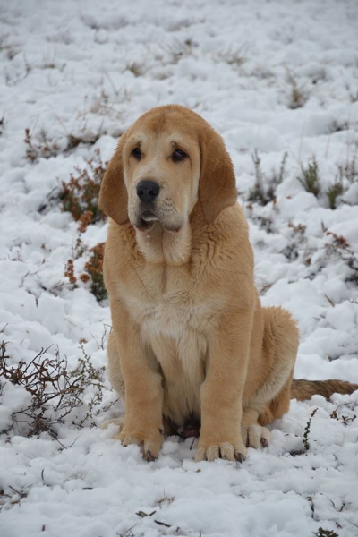 Arrogante Das Uces, 3 meses
Keywords: dasuces snow nieve puppyspain