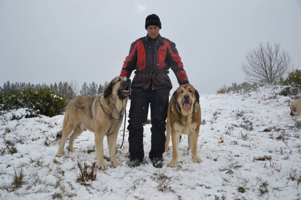 Sancho y Bribón, enero 2015
Keywords: dasuces snow nieve