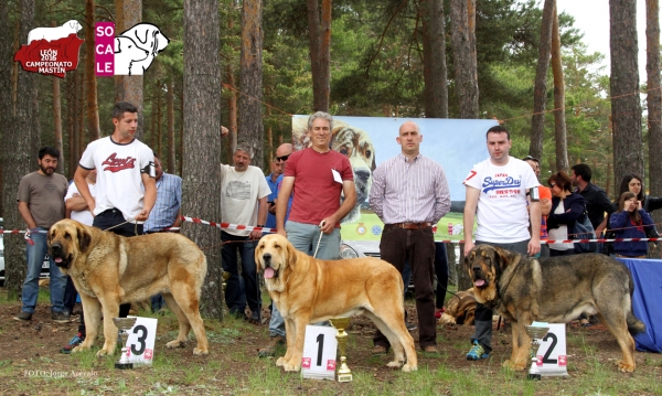 podium int. machos Camposagrado16  Don de la Filtrosa (2º), Arrogante Das Uces (1º), Tacho de Reciecho (3º)
Camposagrado 2016. Arrogante Das Uces exc 1º  int. machos. Don de la Filtrosa exc 2º. Tacho de Reciecho exc 3º

Keywords: dasuces