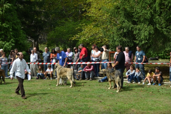 Sancho en Barrios de Luna 2011
(Torrente de Babia x Zarza) 
Keywords: dasuces 2011