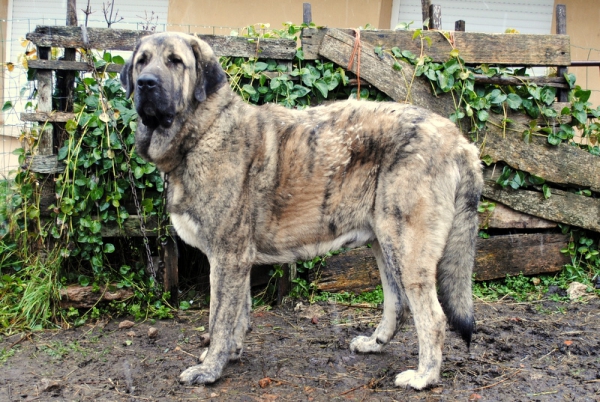 tigre de cabornera
Hijo de Turko de Cabornera y Pandora de Cabornera
Keywords: cabornera