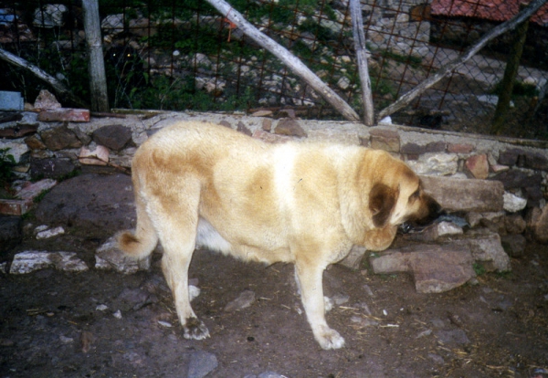 Cabornera
Antigua perra mia, de aqui salen mis perros
Keywords: celso cabornera