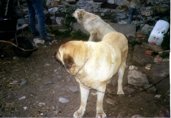 Cabornera
una de mis antiguas perras, de esta perra descienden mis perros
Keywords: celso cabornera