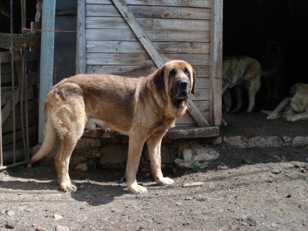 Turko de Cabornera
Padre de Tigre de Cabornera
Keywords: celso cabornera