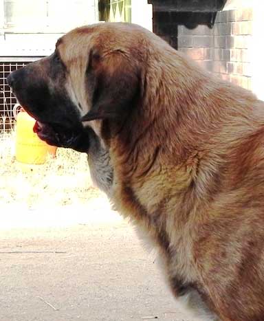 Dama (madre de Loba)
Keywords: Macicandu