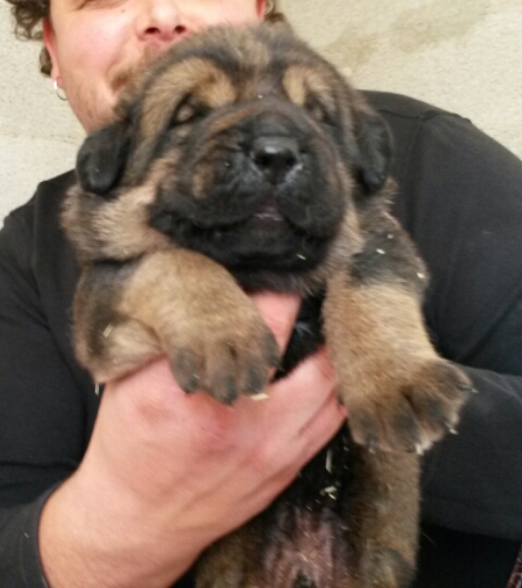 Lobo de Macicandú, 16 días
Keywords: Macicandu puppyspain cachorro