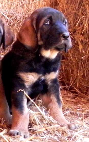 Loba, mes y medio
Keywords: Macicandu puppyspain cachorro