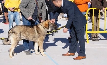 MB-1º CACHORROS- EN RICOTE
Keywords: Macicandu