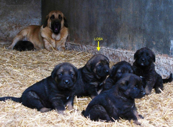 Loba con días
Keywords: Macicandu puppyspain cachorro