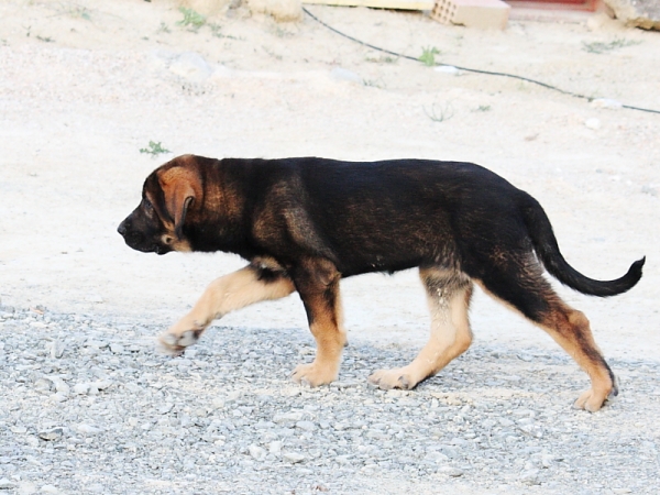 Loba -2 meses, recien llegada
Keywords: Macicandu puppyspain cachorro