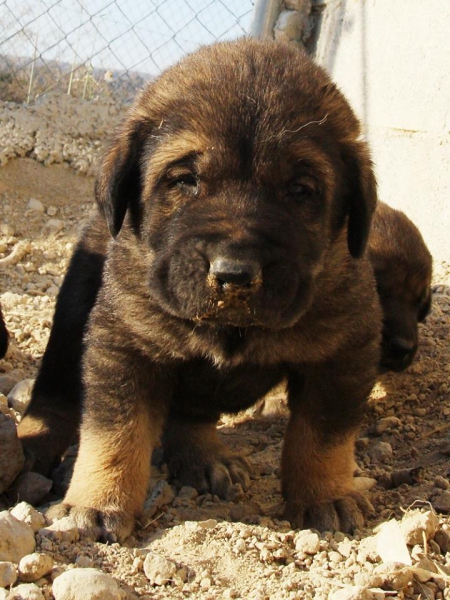 1 DE LOS 11 CACHORROS CON 25 DÍAS
Keywords: Macicandu puppyspain cachorro
