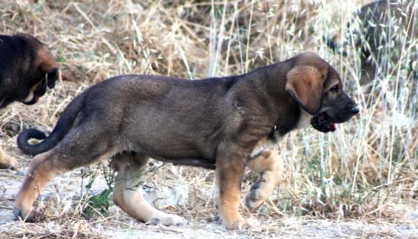 Titán de Macicandú
Keywords: Macicandu puppyspain cachorro