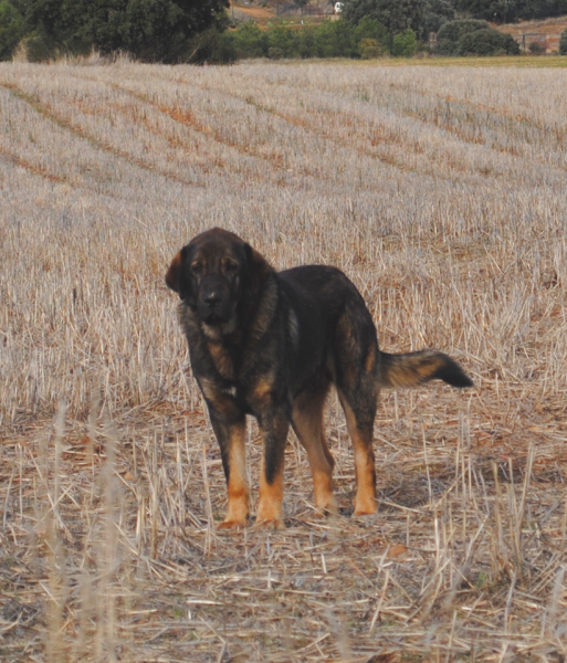 LOBO II DE MACICANDÚ, PICARO X LOBA
TRABAJANDO EN ZAMORA CON CADUERNAS
Keywords: Macicandu