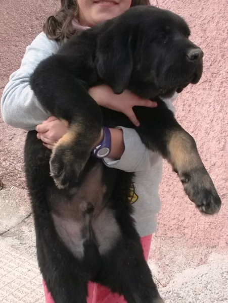 Moreno, hijo de Picaro
Keywords: Macicandu puppyspain cachorro