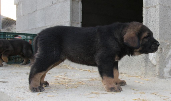 Lobo II de Macicandú
Keywords: Macicandu puppyspain cachorro
