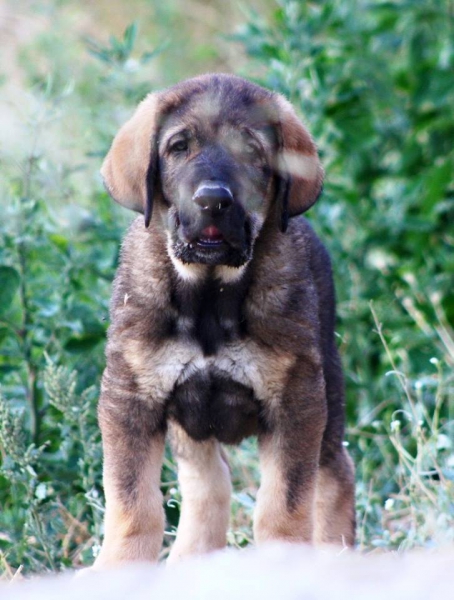 Titán de Macicandú
Keywords: Macicandu puppyspain cachorro