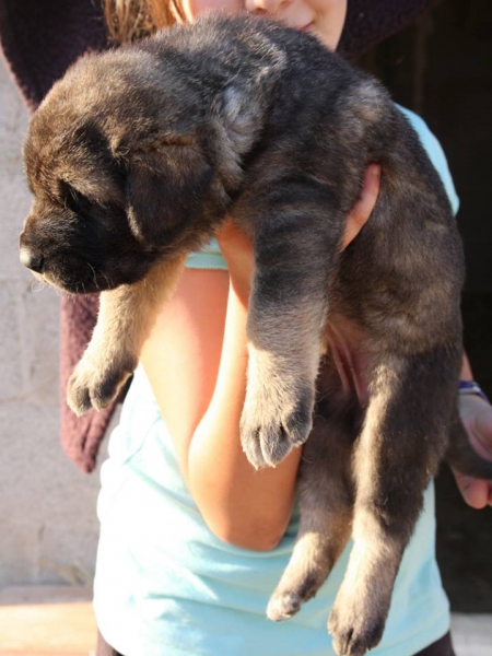 1 DE LOS 11 CACHORROS CON 25 DÍAS
Klíčová slova: Macicandu puppyspain cachorro