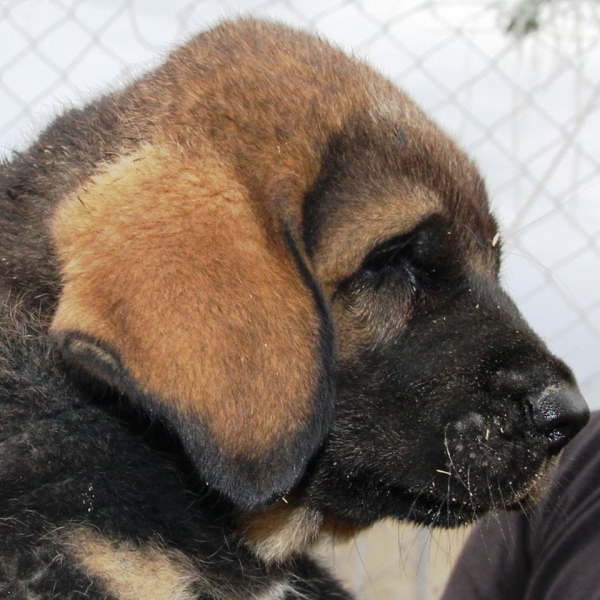 Lobo II de Macicandú
Keywords: Macicandu puppyspain cachorro head porttait cabeza