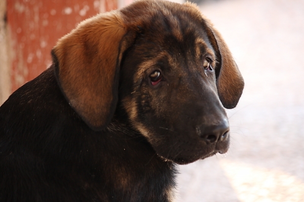 Loba -3 meses
Keywords: Macicandu puppyspain cachorro