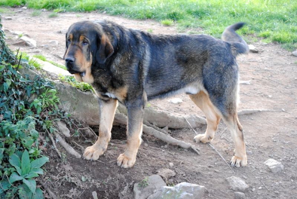 LOBO DE MACICANDÚ, 24 MESES
Keywords: Macicandu