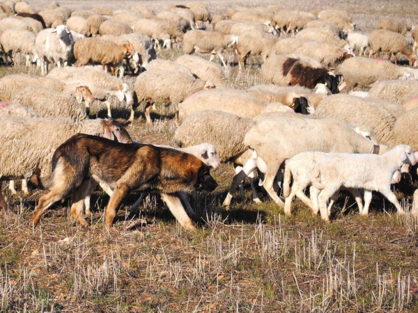 LOBO II DE MACICANDÚ, CACHORRO
Keywords: Macicandu flock