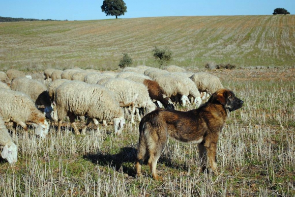 LOBO II DE MACICANDÚ, CACHORRO
Keywords: Macicandu flock