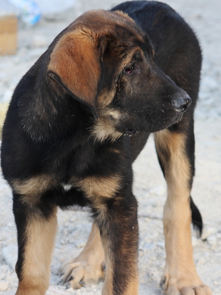 Loba -3 meses
Keywords: Macicandu puppyspain cachorro