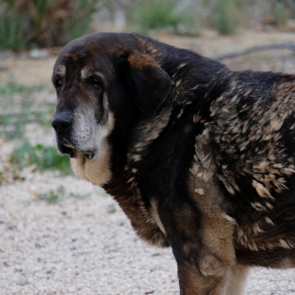 LOBA DE MACICANDU
Keywords: Macicandu