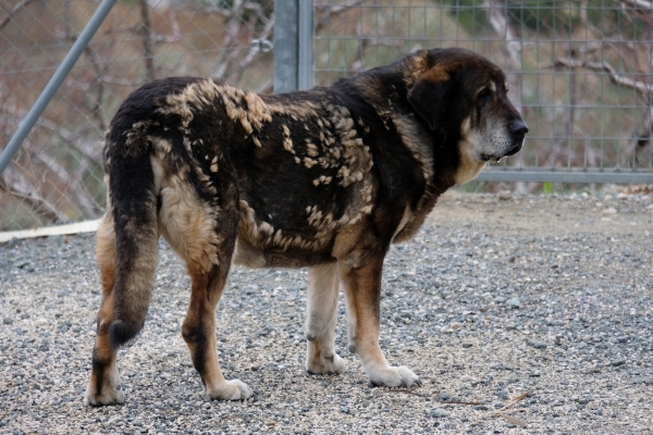 LOBA DE MACICANDU
Keywords: Macicandu