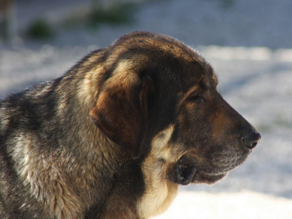 LOBA, 5 AÑOS
Keywords: Macicandu