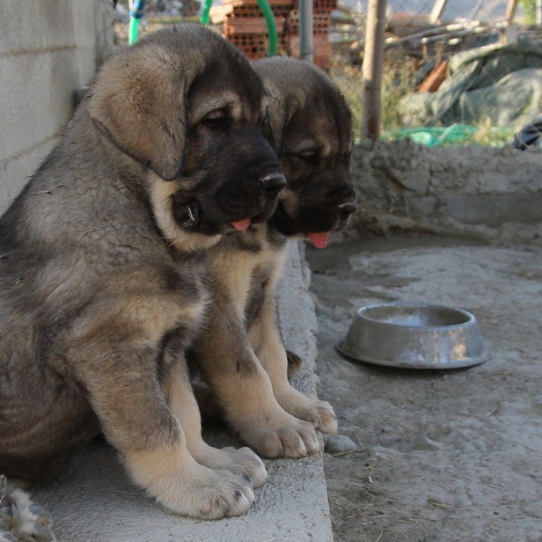 CAMADA PICARO X FURIA
Keywords: Macicandu puppyspain cachorro