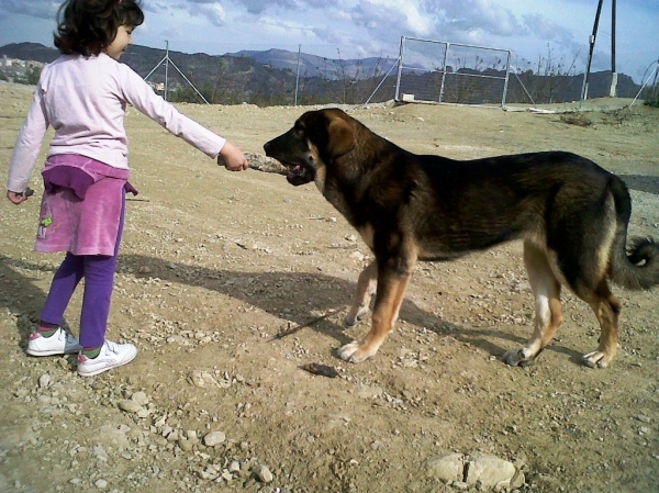 6 meses
Keywords: Macicandu puppyspain cachorro