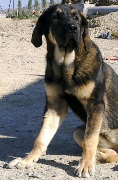 6 meses
Keywords: Macicandu puppyspain cachorro