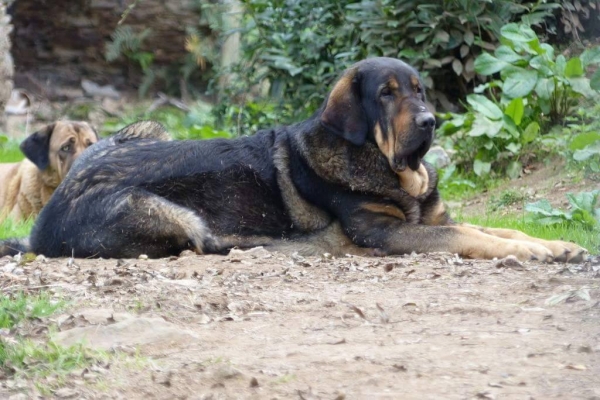 lobo de Macicandú
Keywords: Macicandu