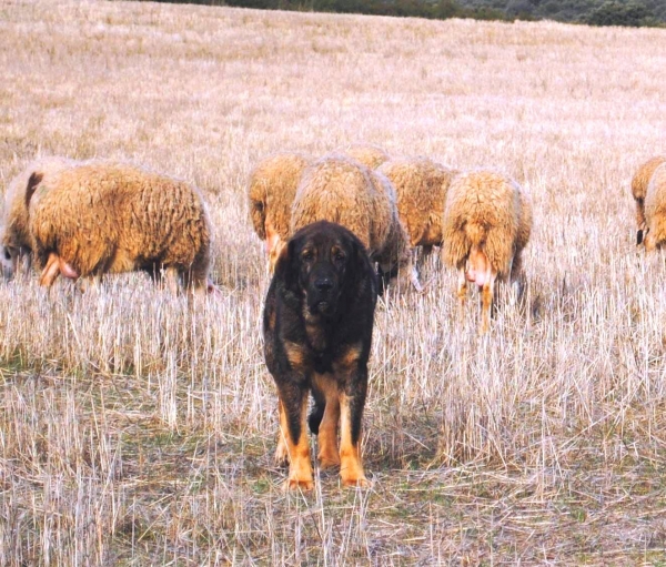 LOBO II DE MACICANDÚ, PICARO X LOBA
Anahtar kelimeler: Macicandu