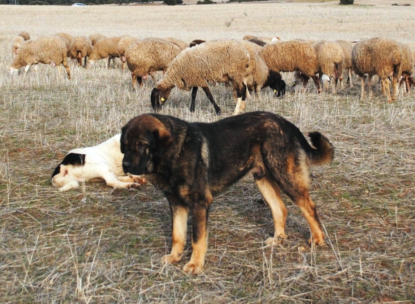 LOBO II DE MACICANDÚ, con CADUERNAS
Keywords: Macicandu