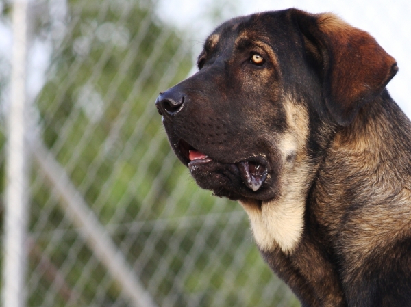 Loba -15 meses
Keywords: Macicandu